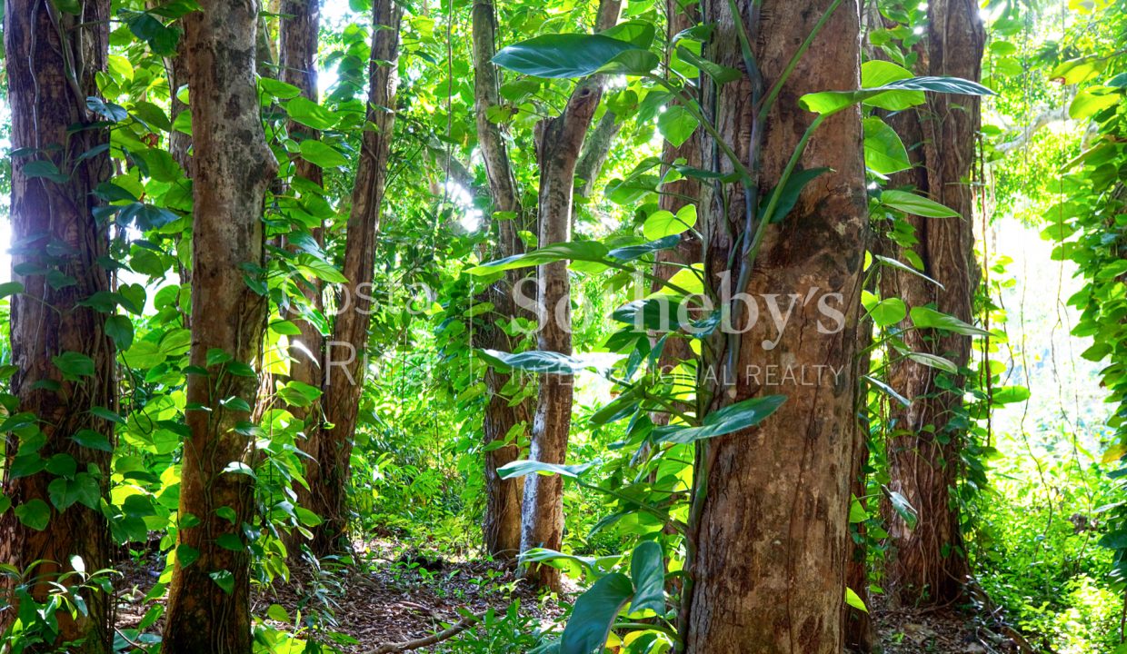 2-5-acre-conservation-land-with-precious-woods-costa-rica-ushombi-8