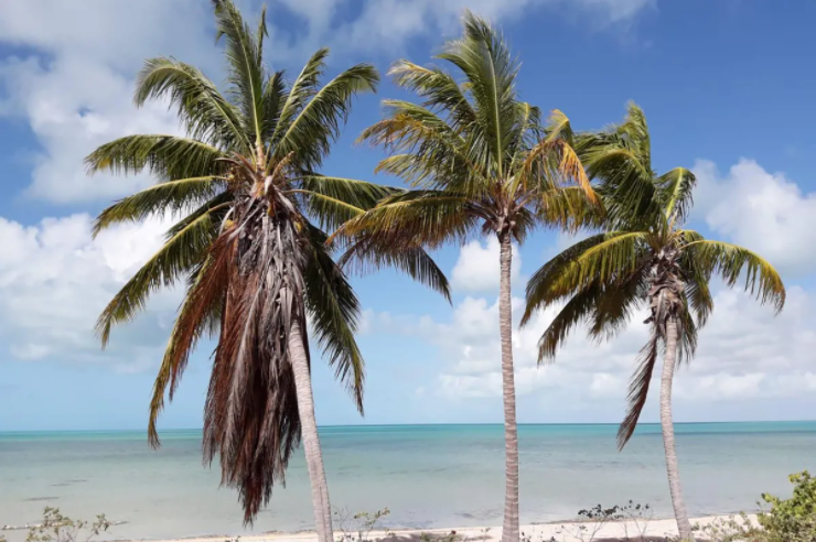 beachfront-acreage-lots-a-and-b-other-bahamas-bahamas-ushombi-4