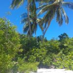 31-32-bardot-beach-in-the-bahamas